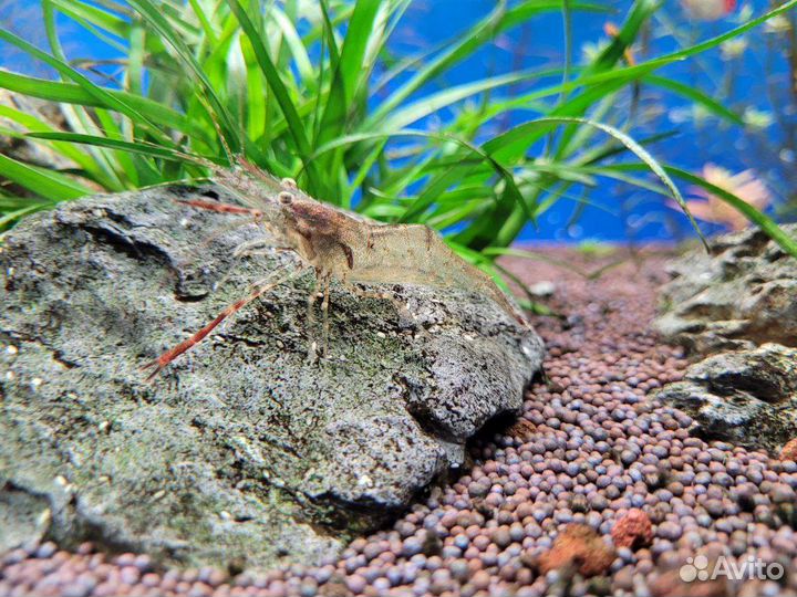 Креветка макробрахиум