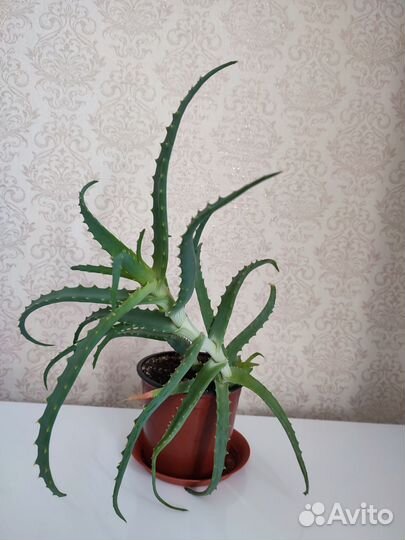 Алоэ столетник
