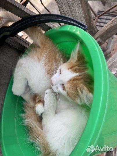 Котёнок