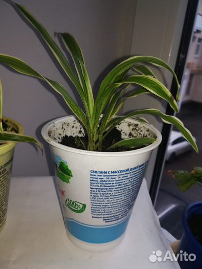 Хлорофитум