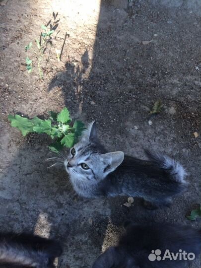Котята в добрые руки мальчики, девочки