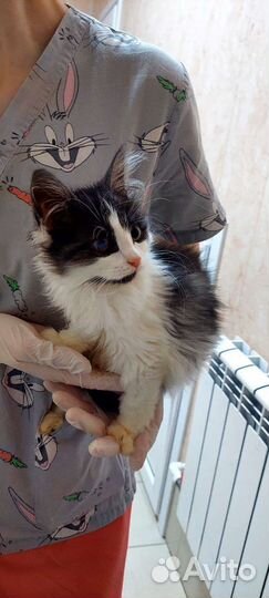 Котёнок в добрые руки