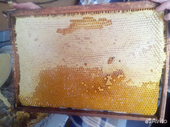 Мед натуральный алтайский опт