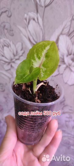 Сингониумы