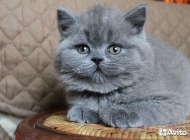 Голубые британские котята
