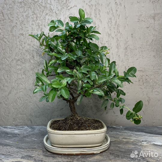 Дерево Бонсай - Пираканта, огненный шип