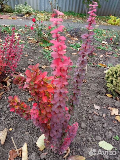 Барбарис тунберга Эректа