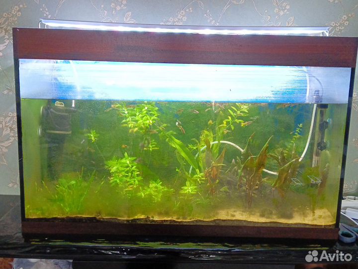 Аквариум