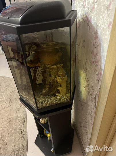Аквариум с тумбой и рыбой