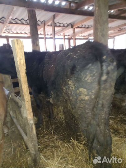 Коровыи бычки