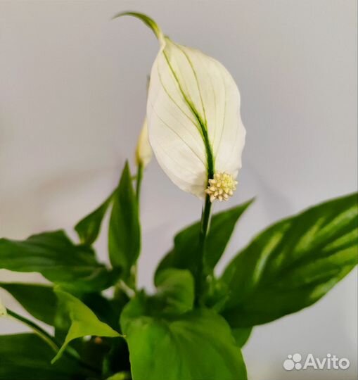 Спатифиллум