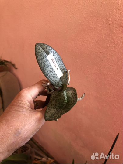 Орхидея Фаленопсис