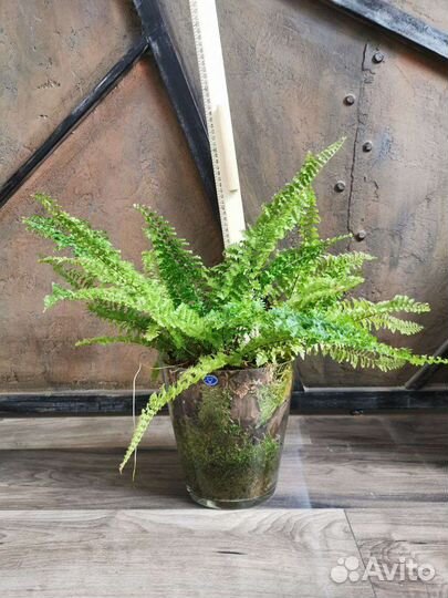 Папоротник нефролепис в стеклянной вазе