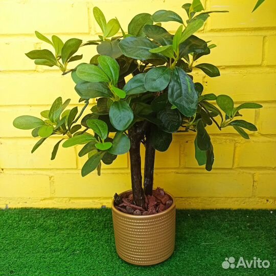 Искусственные растения, шеффлера