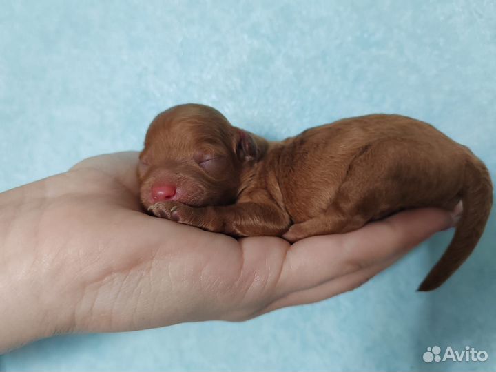 Продам щенков той-пулеля