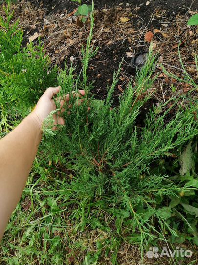 Можжевельник глаука,сосны,туя