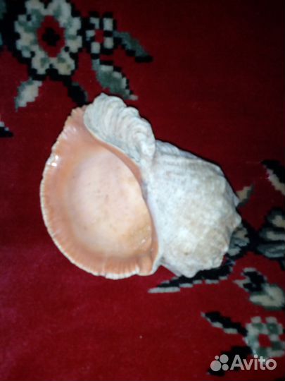 Ракушка рапан