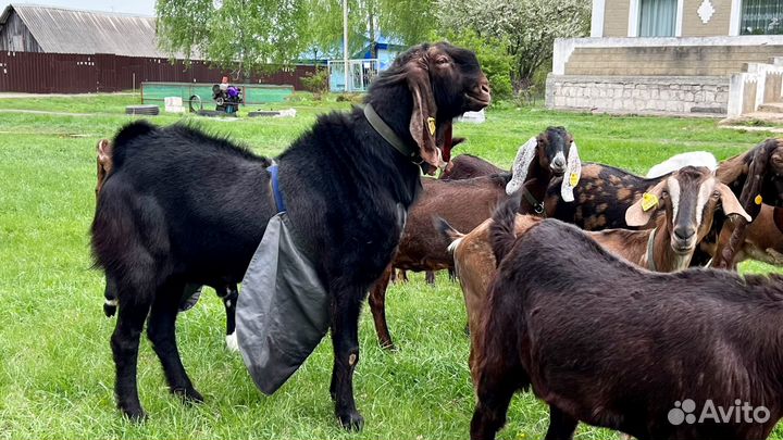 Козел камори