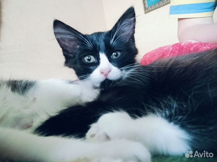 Котята в добрые руки Веселые, озорные