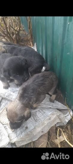 Щенки в добрые руки