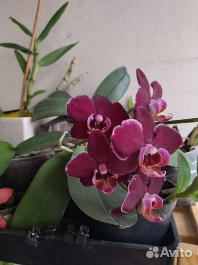Орхидея фаленопсис