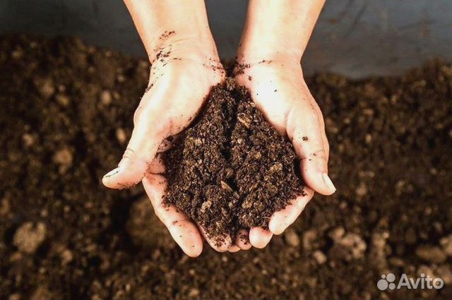Грунт для рассады