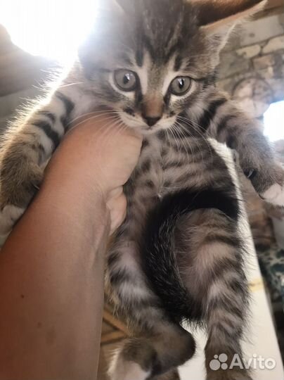 Сибирская кошка