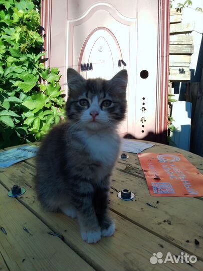 Кошечка в добрые руки