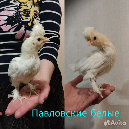 Цыплята,яйцо. Бентамка ситцевая и Павловские белые