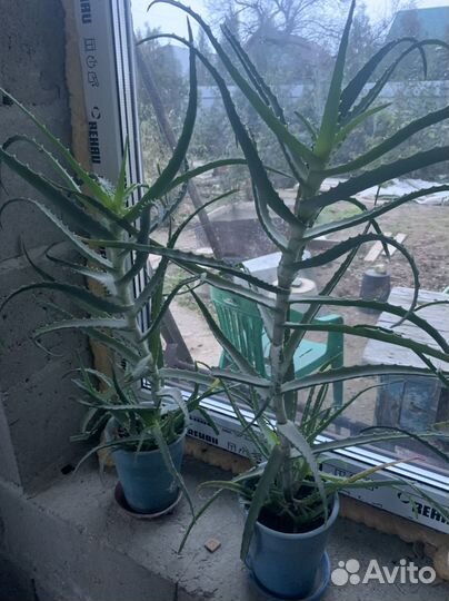 Алоэ столетник, алое вера