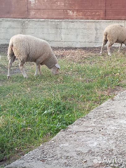 Овцы бараны