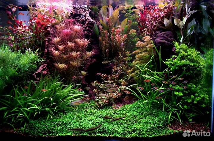 Аквариумные растения