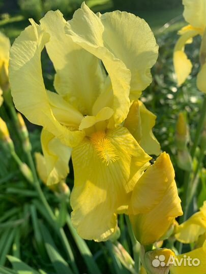 Парфюмные ирисы