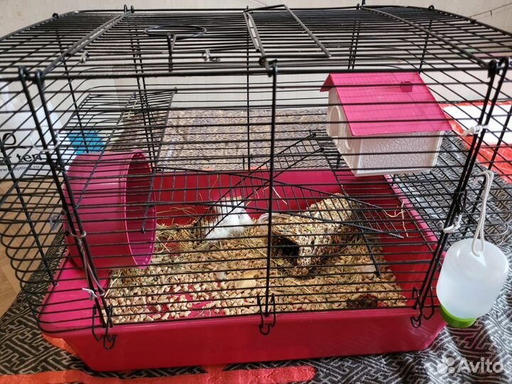 Клетка для грызунов бу