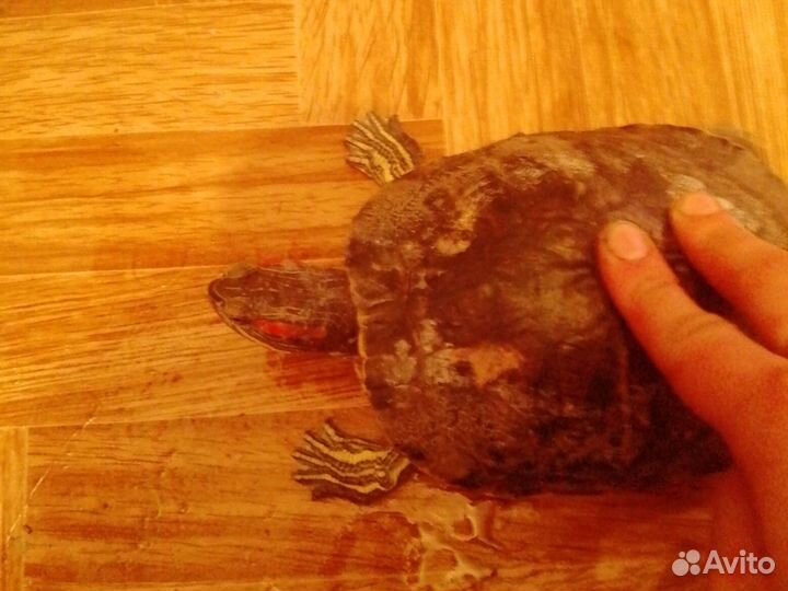 Красноухая черепаха