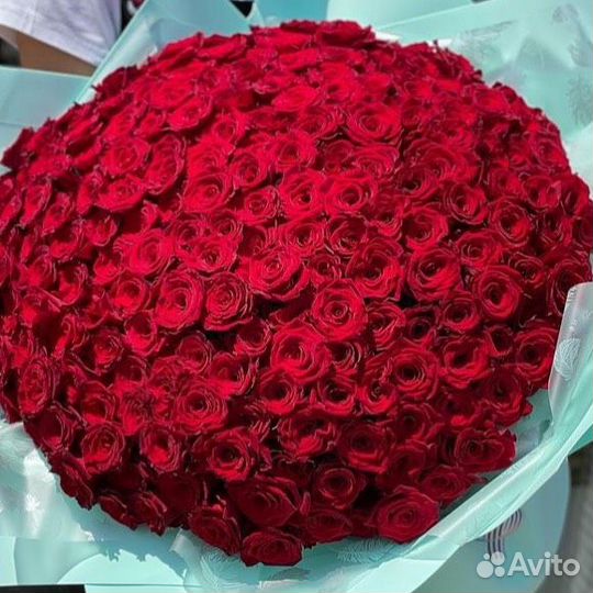 101 роза 51 роза 151 75 55 45 35 25 Букет Доставка