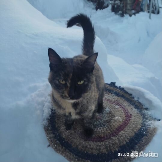 Кошки бесплатно