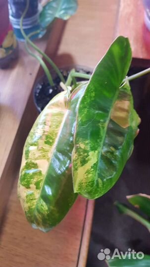 Филодендроны