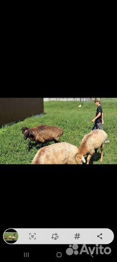 Курдючные бараны овцы