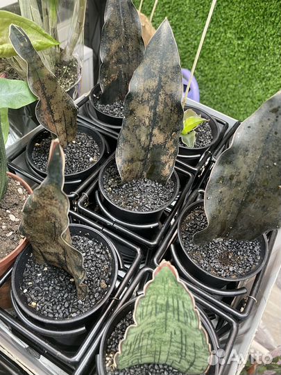 Сансевиерия