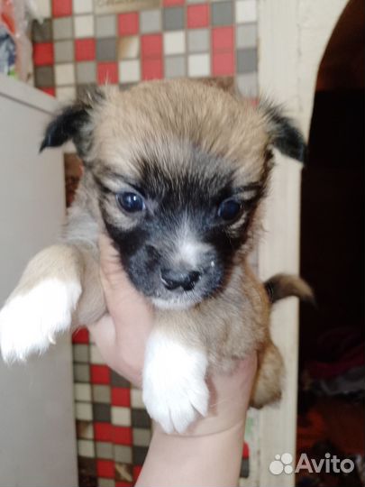 Отдам в добрые руки