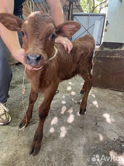 Телёнок 3 месяц