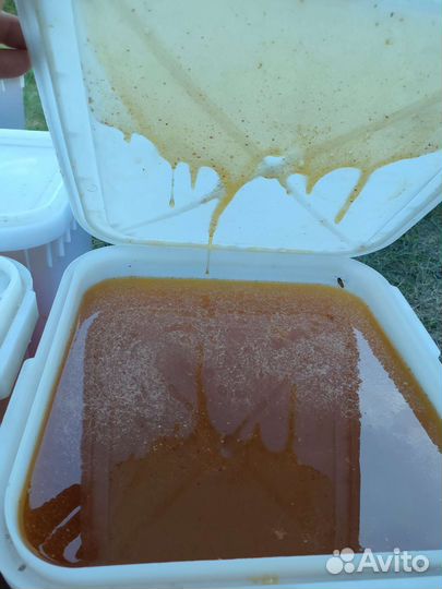 Мед, донник