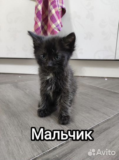 Отдам в добрые руки милейших котят