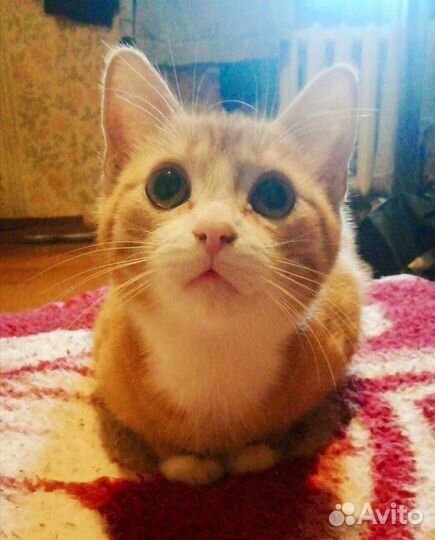 Отдаем котёнка в добрые руки