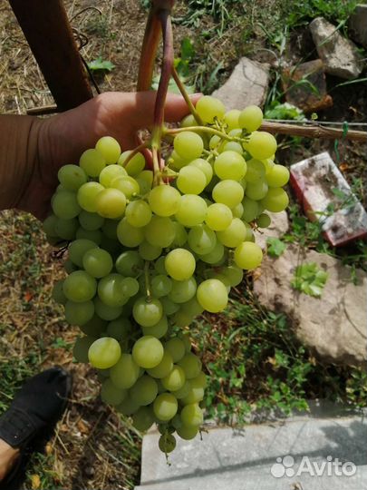 Черенки винограда