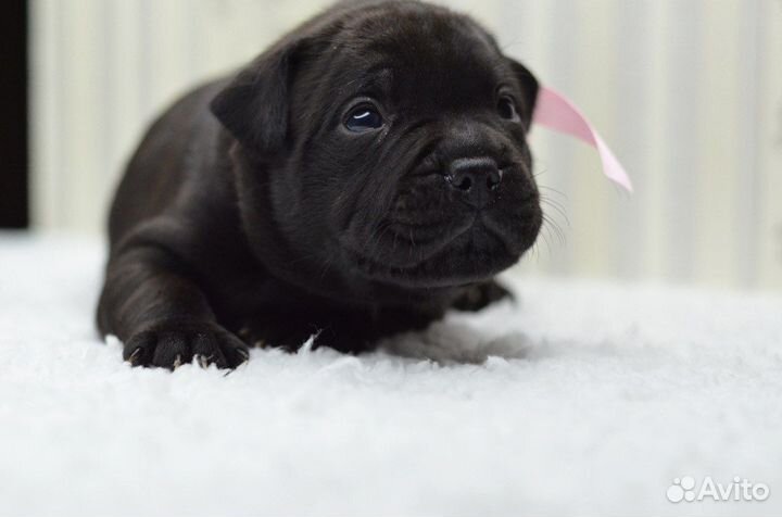 Щенки стаффордширского бультерьера Стаффи Фэмили