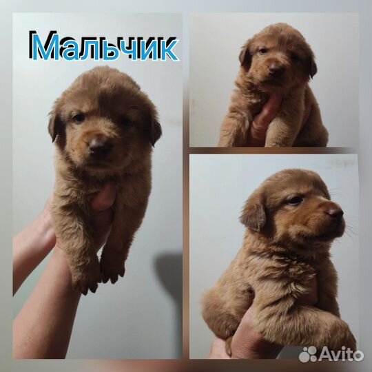 Щенки 1 месяц в добрые руки