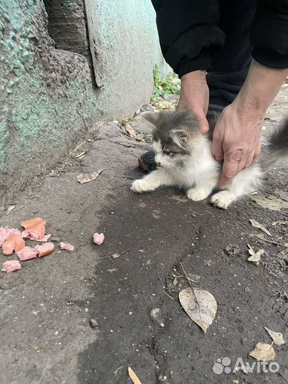 Уличные котята