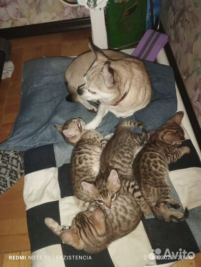 Бенгальские котята